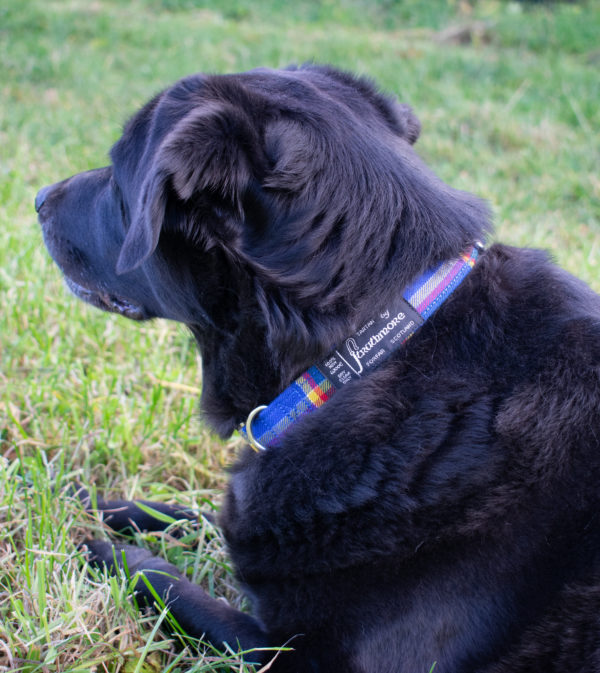 dog wearing a tartan dog colar