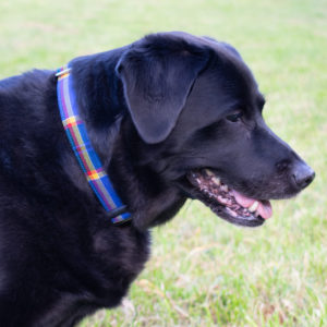 Guide Dog Tartan dog collar