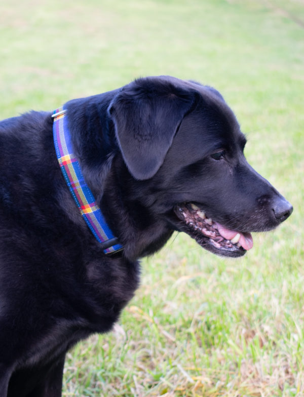 Guide Dog Tartan dog collar