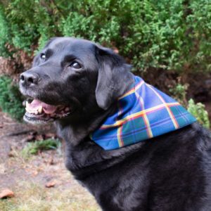 Dog wearing Tartan Bandana