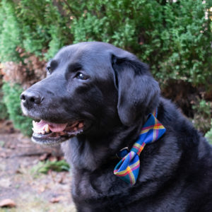 Black Labrador Dog wearing Tartan Dog Bow Tie