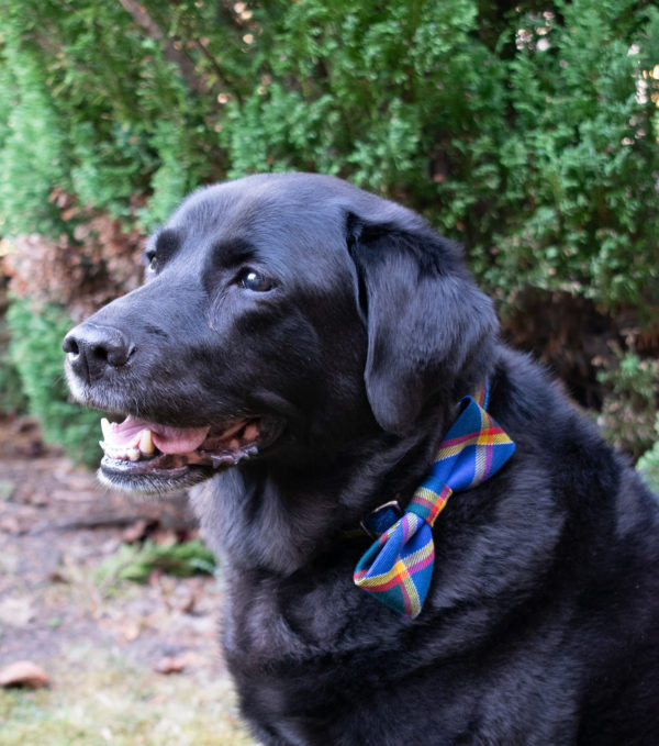 Black Labrador Dog wearing Tartan Dog Bow Tie