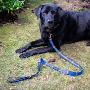 Dog with tartan Lead