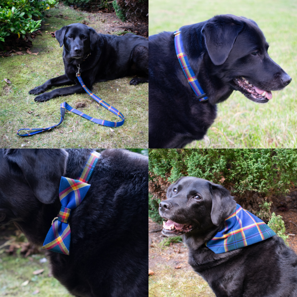 Tartan Dog Accessories