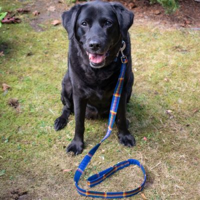 Dog wearing tartan lead